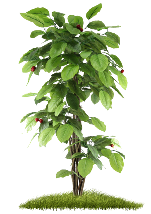 Ayurvedic Tree