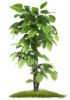 Ayurvedic Tree